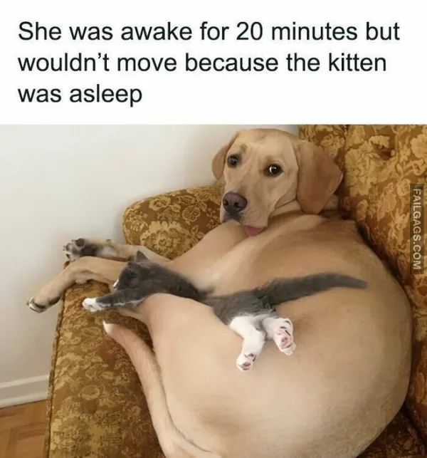 11 Hilarious Cat Memes You Will Laugh at Every Time (5)