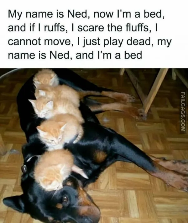 11 Hilarious Cat Memes You Will Laugh at Every Time (9)