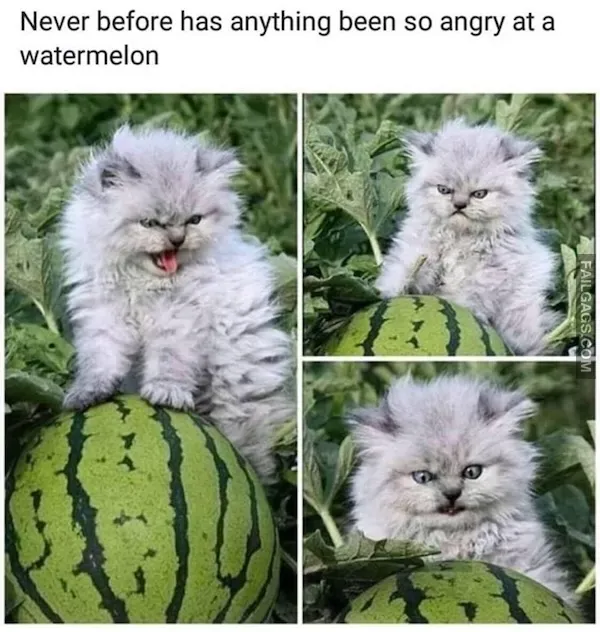 13 Animal Memes to Brighten Your Day (10)