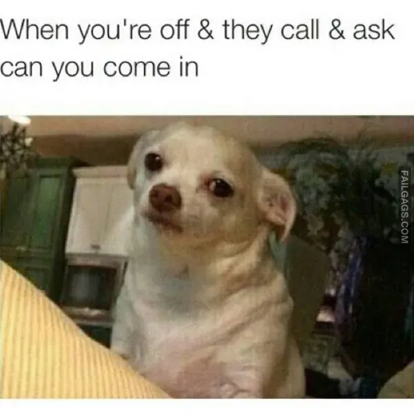 13 Animal Memes to Brighten Your Day (11)