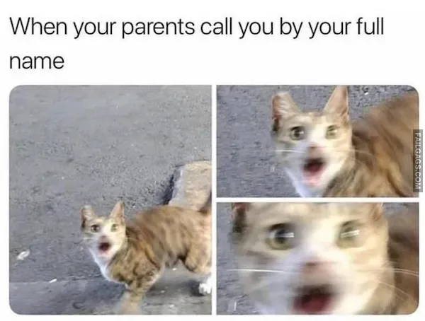13 Animal Memes to Brighten Your Day (12)