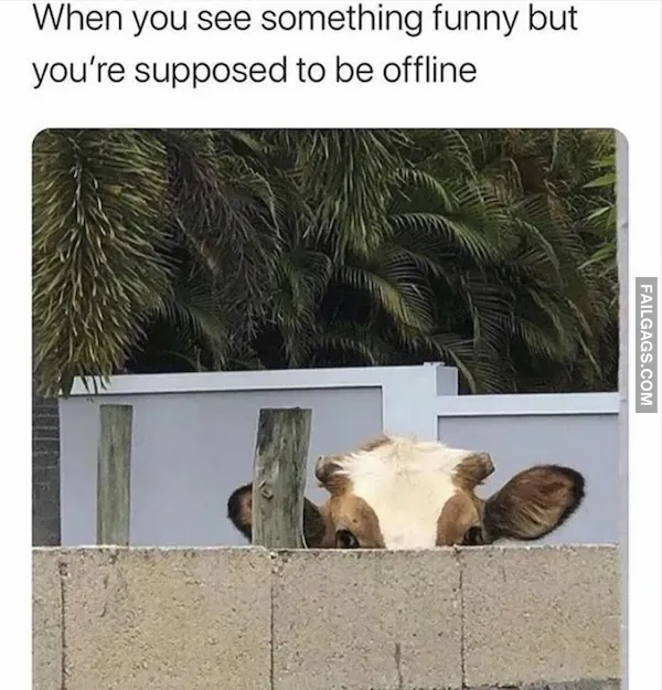 13 Animal Memes to Brighten Your Day (13)