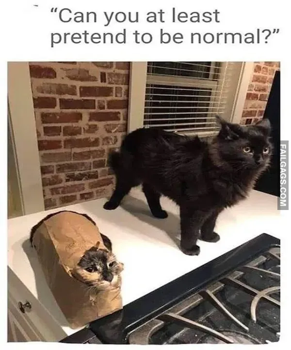 13 Animal Memes to Brighten Your Day (3)