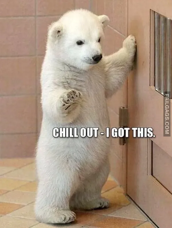 13 Animal Memes to Brighten Your Day (4)