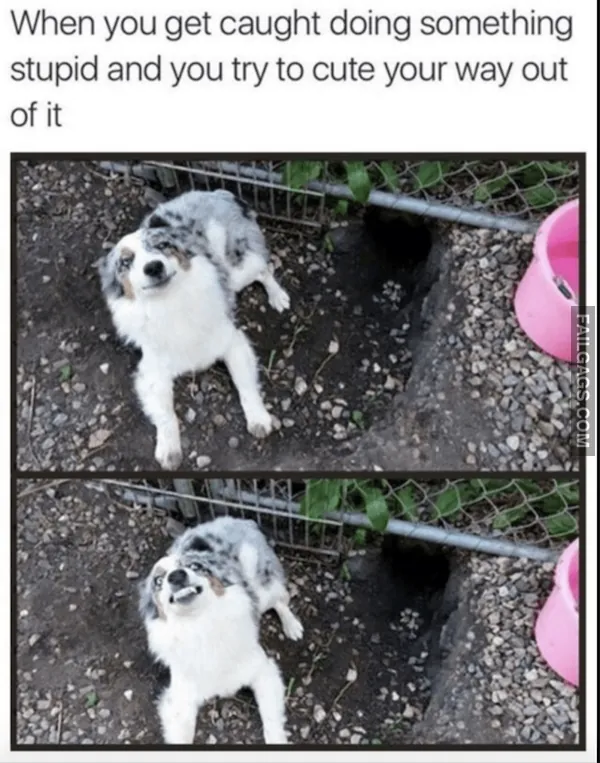 13 Animal Memes to Brighten Your Day (6)