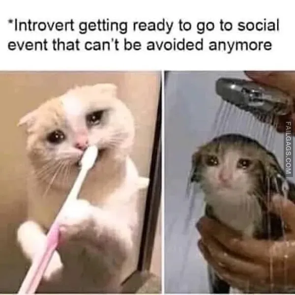 13 Animal Memes to Brighten Your Day (9)