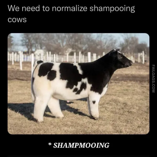 10 Funny Memes to Look at if You're Having a Garbage Day (9)