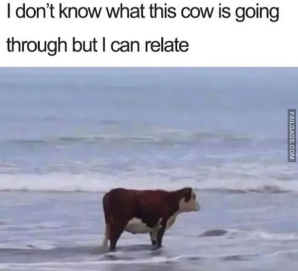 11 Hilariously Relatable Memes That Had Us Rolling (8)