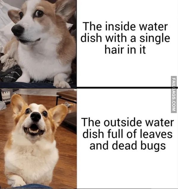 12 Animal Memes That Made Us Roar With Laughter (3)