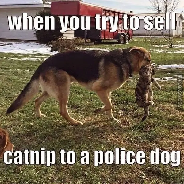 12 Wholesome Dog Memes of German Shepherds Being Sweet Bundles of Cuddles (11)