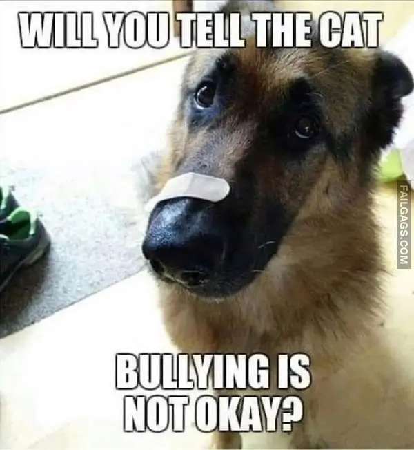 12 Wholesome Dog Memes of German Shepherds Being Sweet Bundles of Cuddles (12)