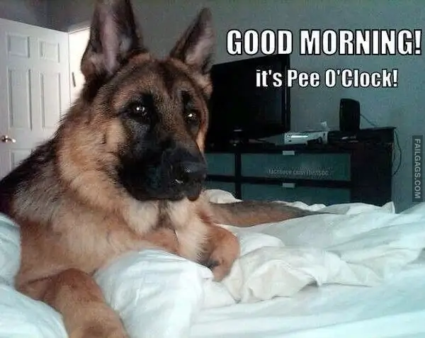 12 Wholesome Dog Memes of German Shepherds Being Sweet Bundles of Cuddles (2)
