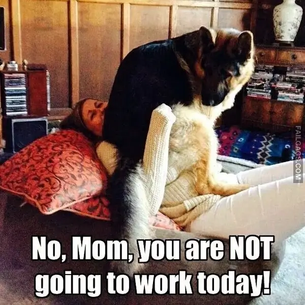 12 Wholesome Dog Memes of German Shepherds Being Sweet Bundles of Cuddles (7)