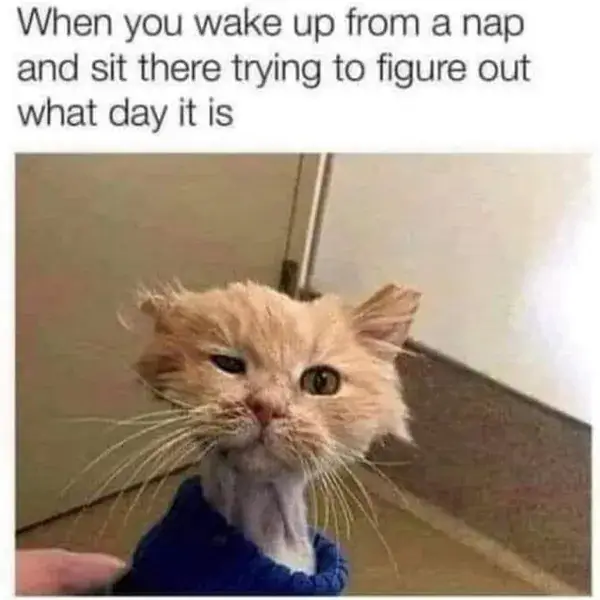 14 Painfully Accurate Animal Memes for Introverts (1)