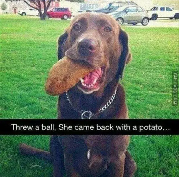 14 Painfully Accurate Animal Memes for Introverts (12)