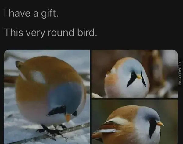 14 Painfully Accurate Animal Memes for Introverts (6)