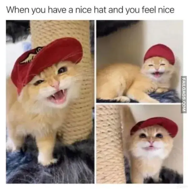 14 Painfully Accurate Animal Memes for Introverts (7)