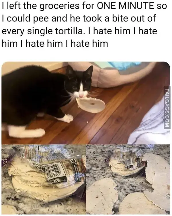 14 Painfully Accurate Animal Memes for Introverts (8)