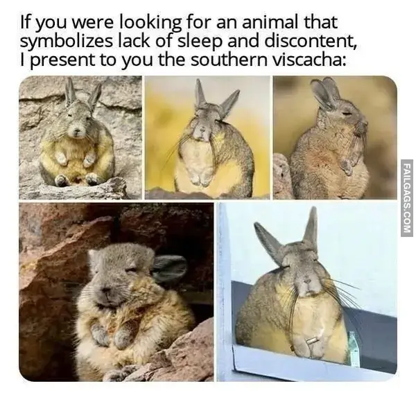 14 Painfully Accurate Animal Memes for Introverts (9)