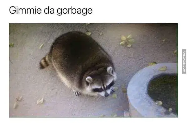 16 Funny Raccoon Memes for Anyone Who Just Loves Those Little Trash Pandas (14)