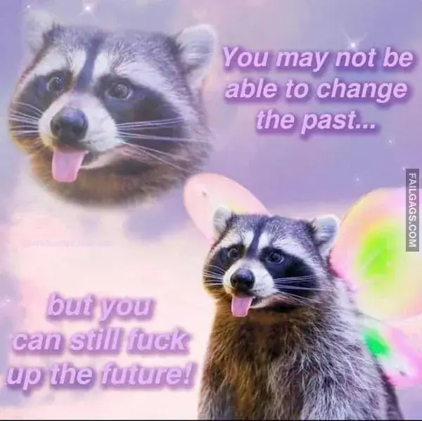 16 Funny Raccoon Memes for Anyone Who Just Loves Those Little Trash Pandas (16)