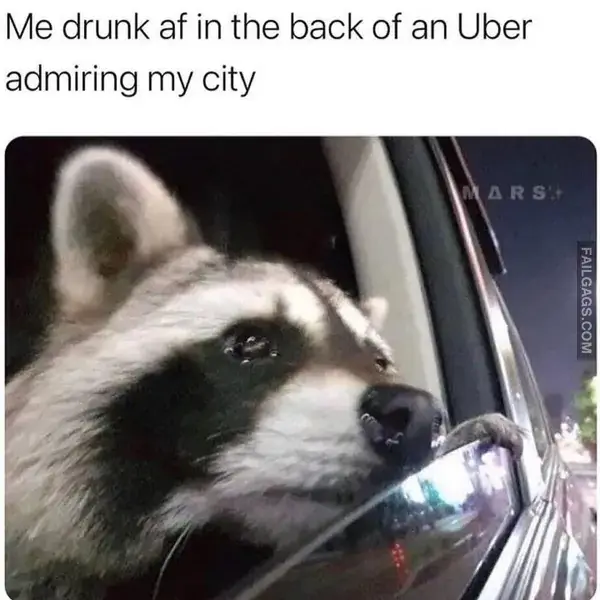 16 Funny Raccoon Memes for Anyone Who Just Loves Those Little Trash Pandas (2)