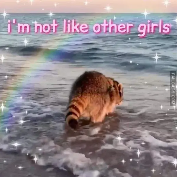 16 Funny Raccoon Memes for Anyone Who Just Loves Those Little Trash Pandas (4)