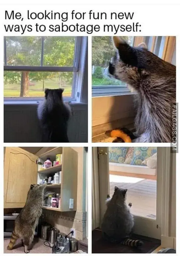 16 Funny Raccoon Memes for Anyone Who Just Loves Those Little Trash Pandas (5)