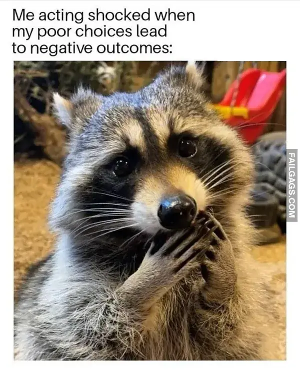 16 Funny Raccoon Memes for Anyone Who Just Loves Those Little Trash Pandas (7)