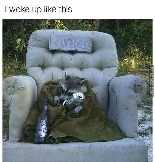 16 Funny Raccoon Memes for Anyone Who Just Loves Those Little Trash Pandas (8)