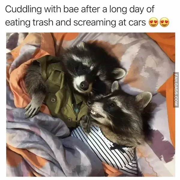 16 Funny Raccoon Memes for Anyone Who Just Loves Those Little Trash Pandas (9)
